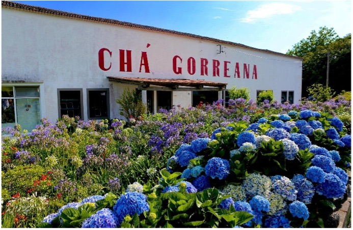 Chá Gorreana Sul Villas & Spa with vibrant hydrangeas and blue flowers in bloom.