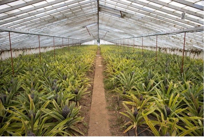 Greenhouse Sul Villas & Spa farm with rows of young pineapple plants under a clear roof