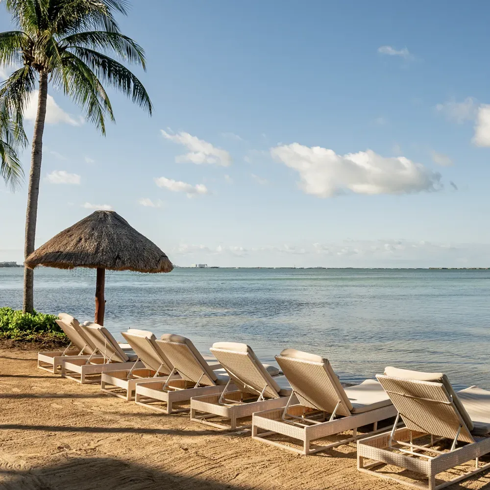 Tumbonas y palmera en Sunset World Resorts: Corporativa.