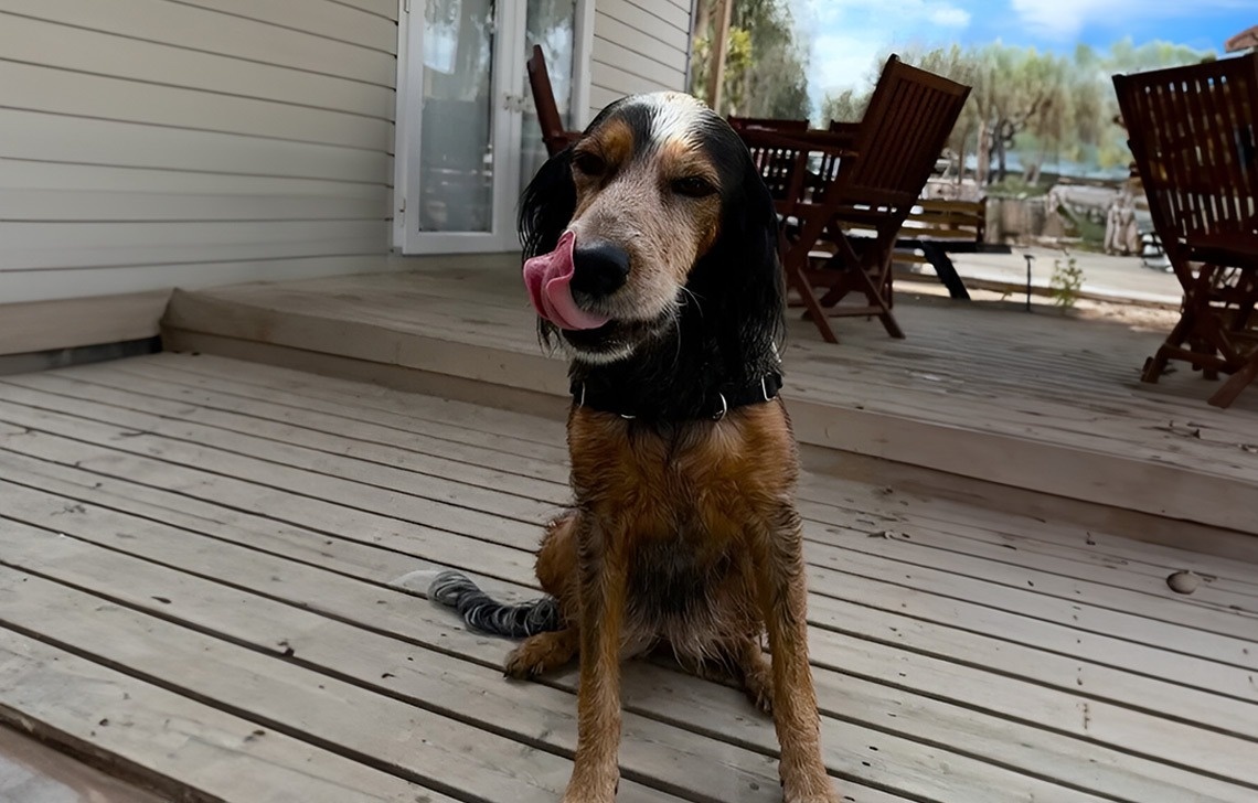 un perro se sienta en una cubierta de madera y se lame la nariz