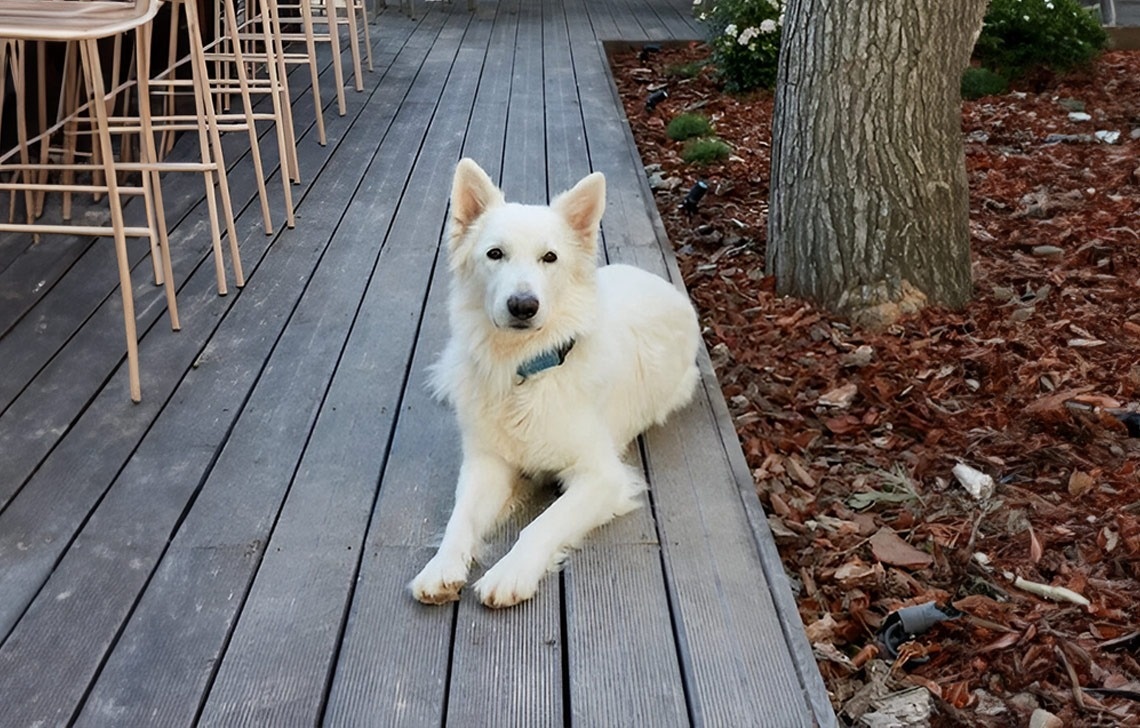 un perro blanco acostado en una cubierta de madera