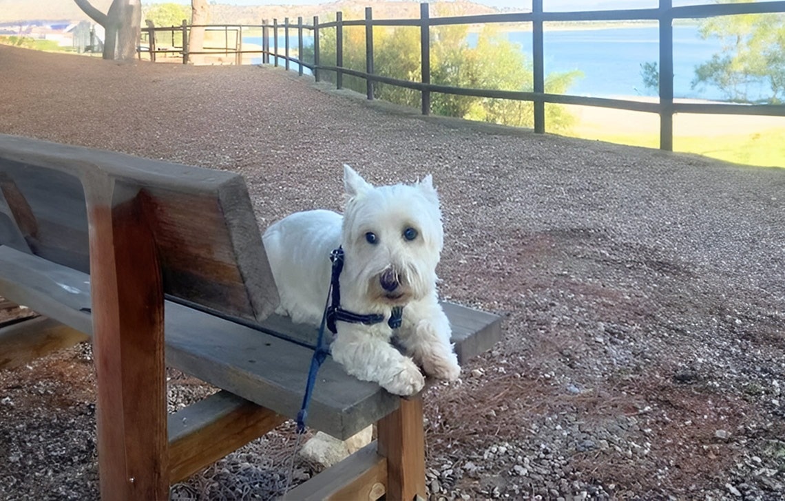 un petit perro blanco acostado en un banco de madera