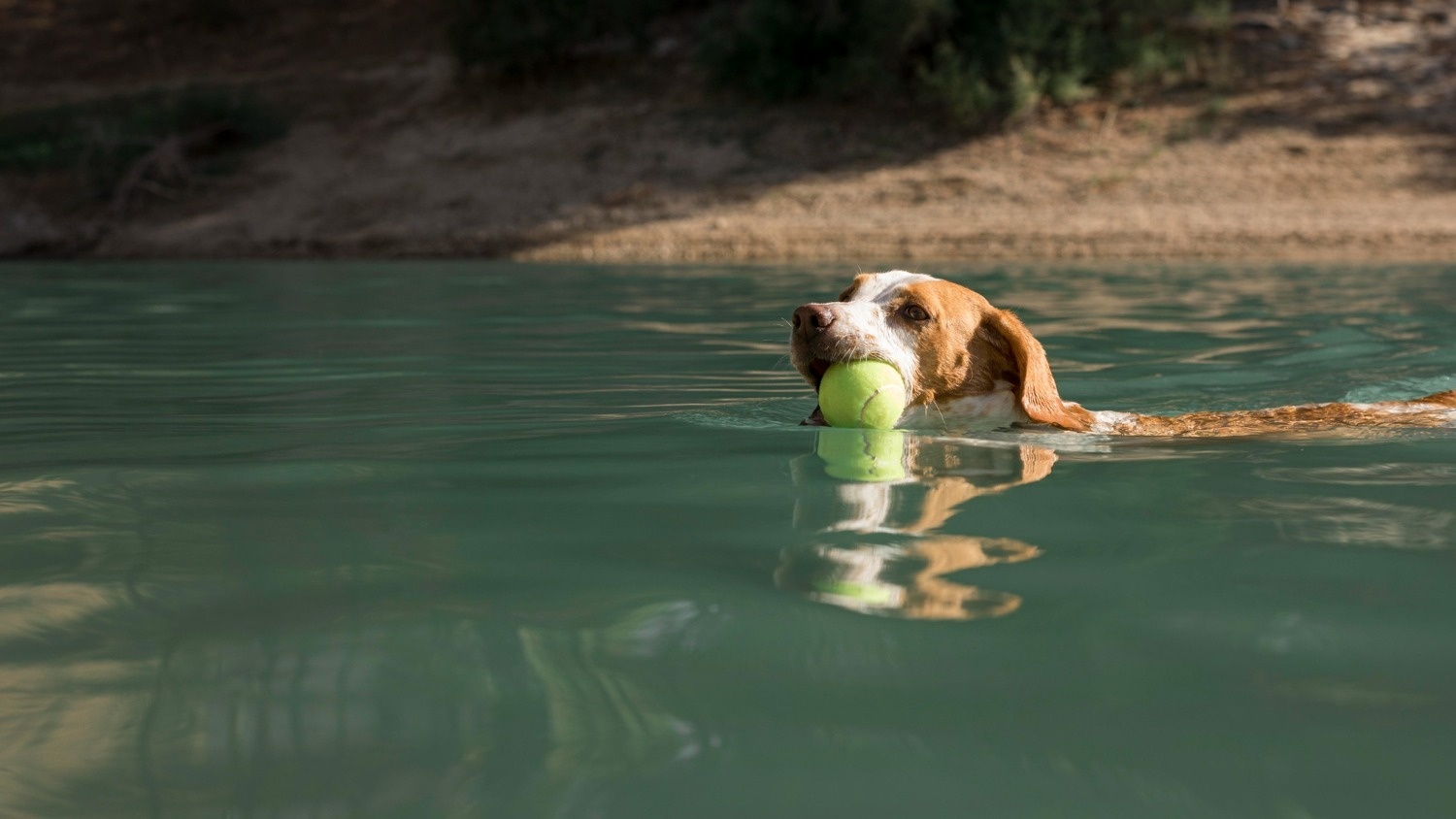 Dog swimming with ball in lake, perfect for Tequendama Corporate stay.