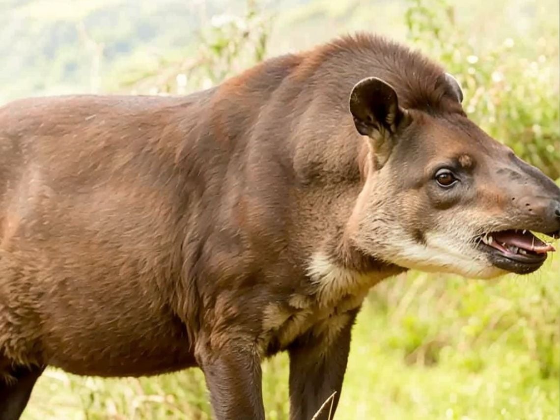 Tapir en la reserva Tequendama: Corporativa, un encuentro salvaje.