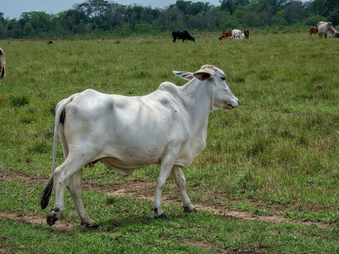 Cattle graze in a green field, a peaceful scene at Hotels in Villavicencio | Tequendama | Official Web.