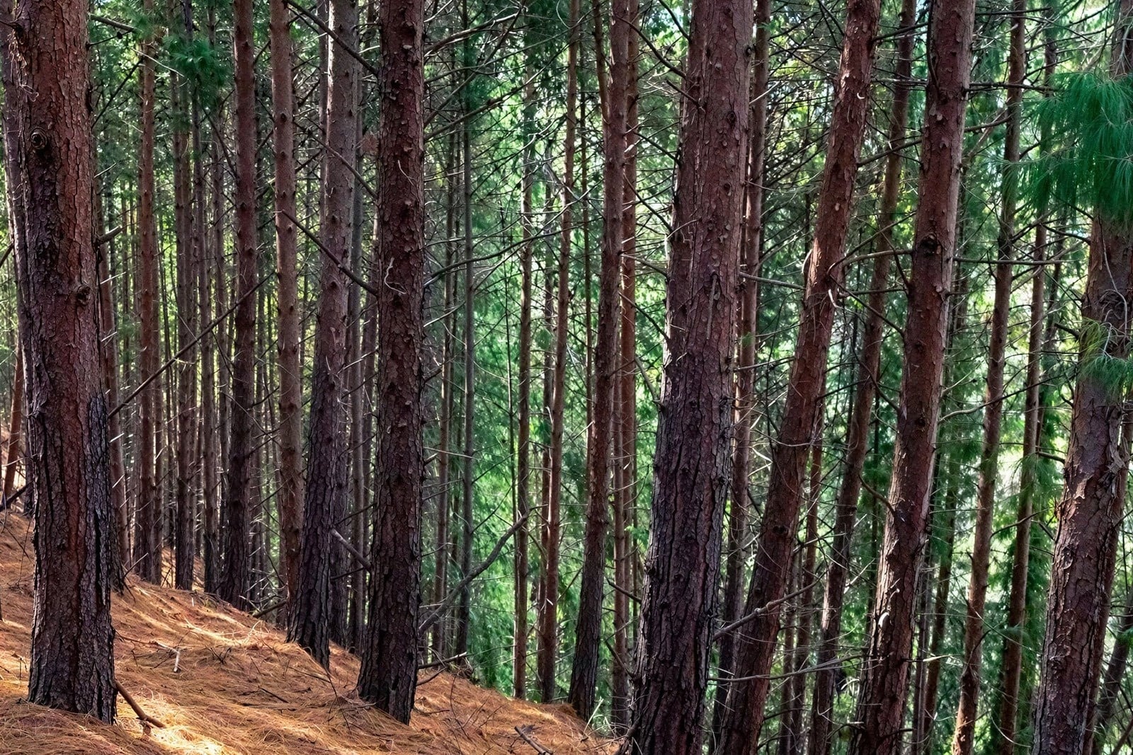 Bosque de pinos cerca de Tequendama: ideal para eventos corporativos y naturaleza.