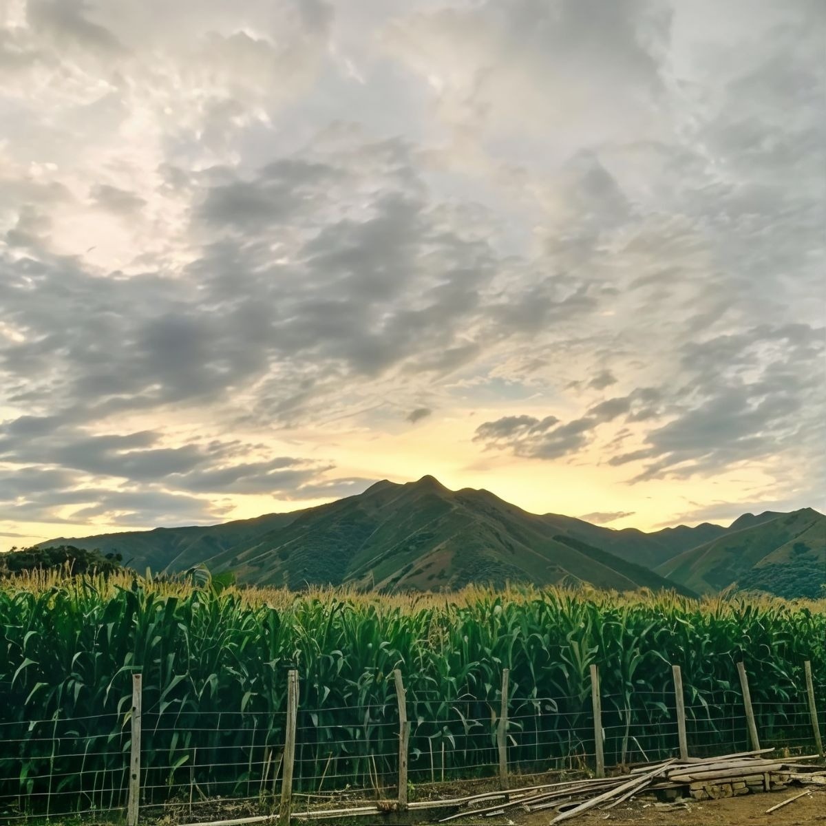Cornfield at sunset with mountains, perfect for Tequendama: Corporativa stays.