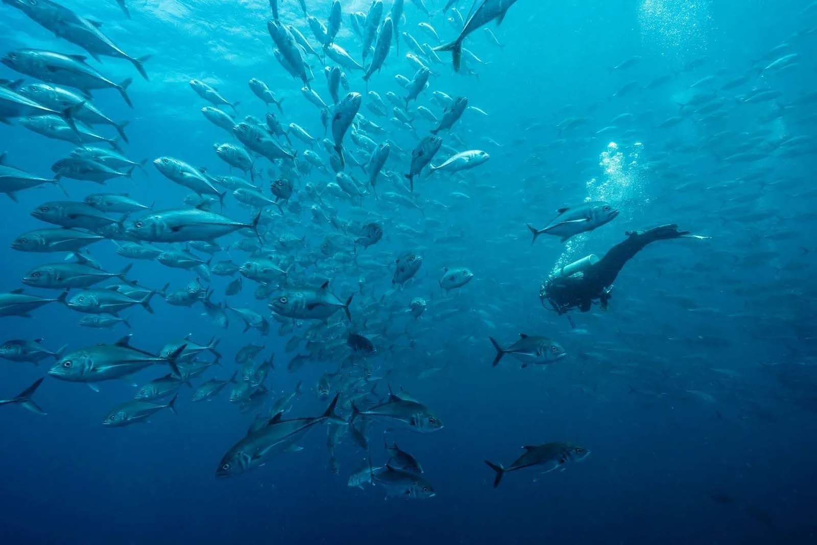 Tequendama: Corporativa - Buceador rodeado de peces en aguas cristalinas.