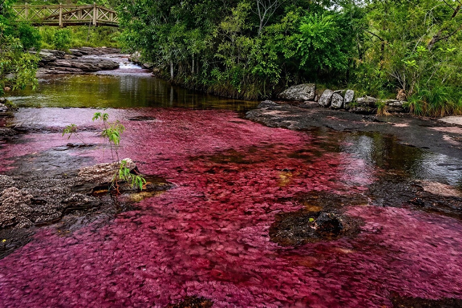 Río de Caño Cristales, visto desde el Hotel Tequendama: Corporativa, con sus aguas rosadas.