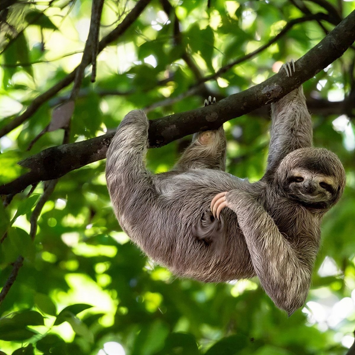 Perezoso colgando en árbol cerca de Tequendama: Corporativa.
