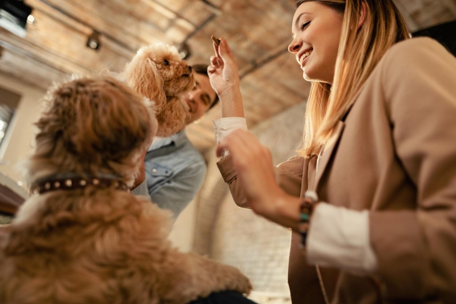 Tequendama: Corporativa: smiling young people giving treats to dogs.