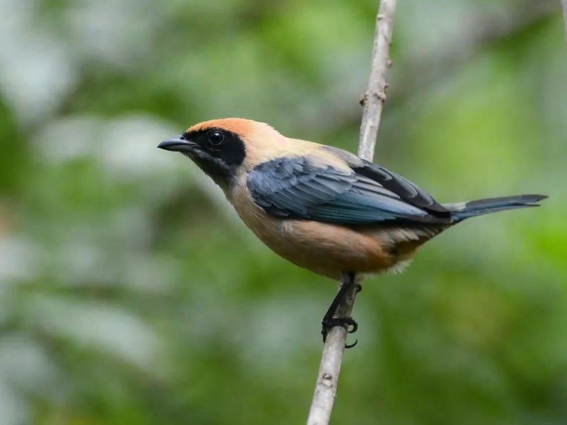 Tequendama Hotels Villavicencio: Birdwatching near official web
