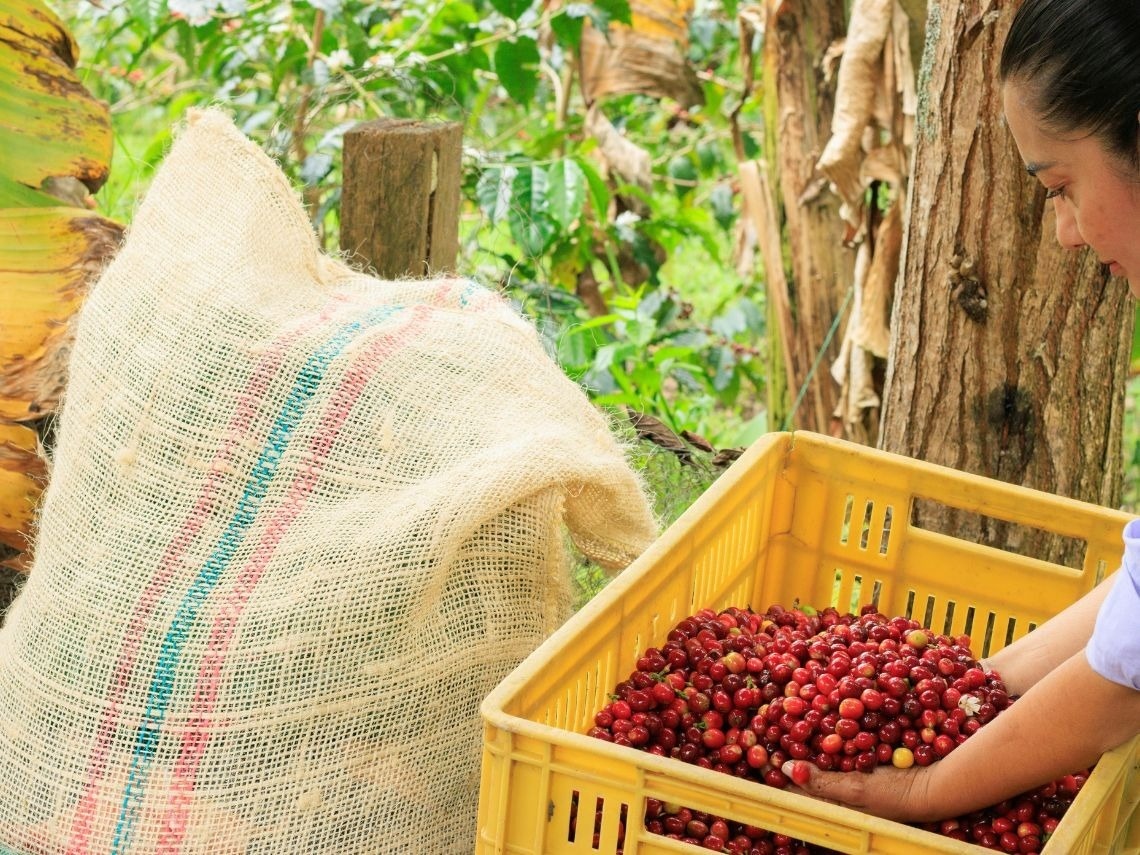 Tequendama: Recolección de café, un arte local.