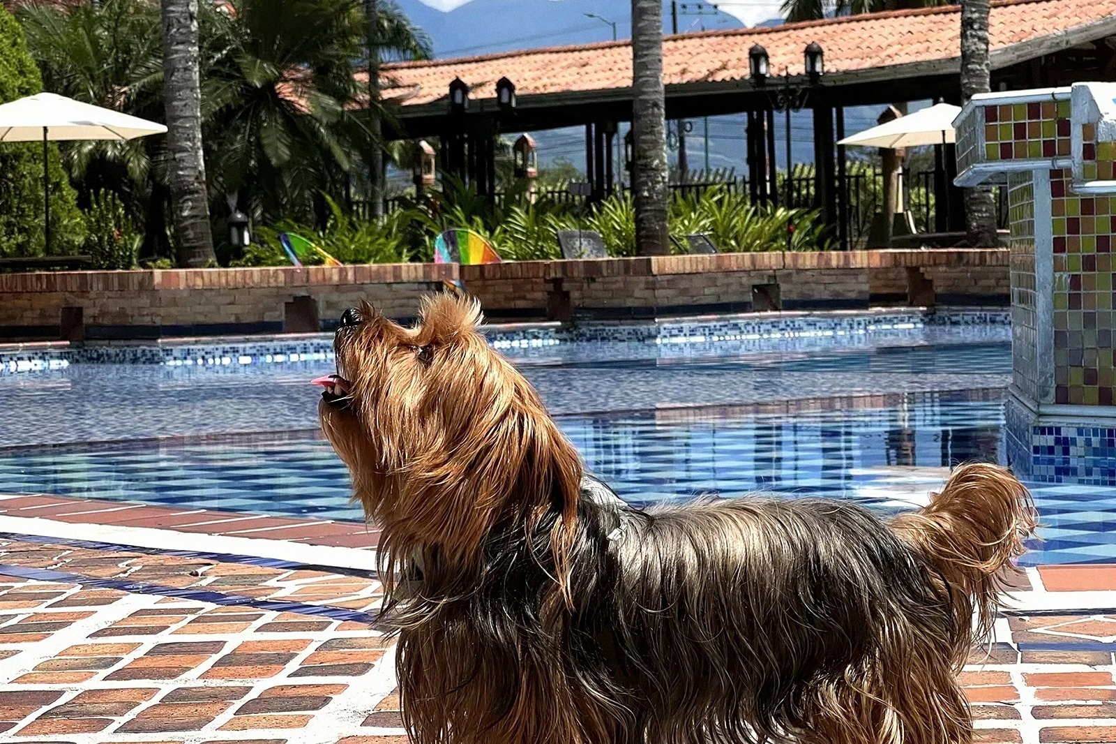 Yorkshire Terrier by pool at Tequendama: Corporativa. Pet-friendly.