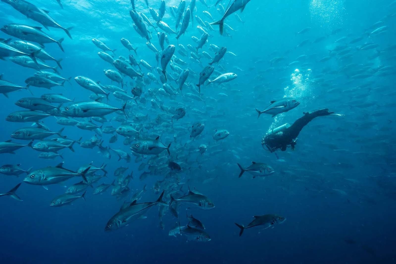 Scuba diver amidst a school of silver fish, embodying Tequendama: Corporativa adventure.