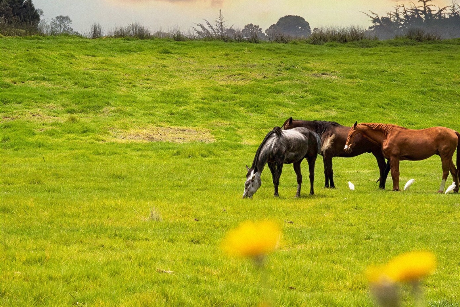 Tequendama: Corporativa | Caballos pastando en un prado verde.