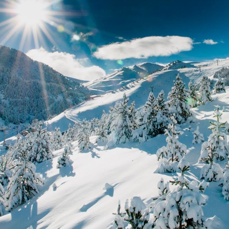 los árboles están cubiertos de nieve y el sol brilla a través de las nubes