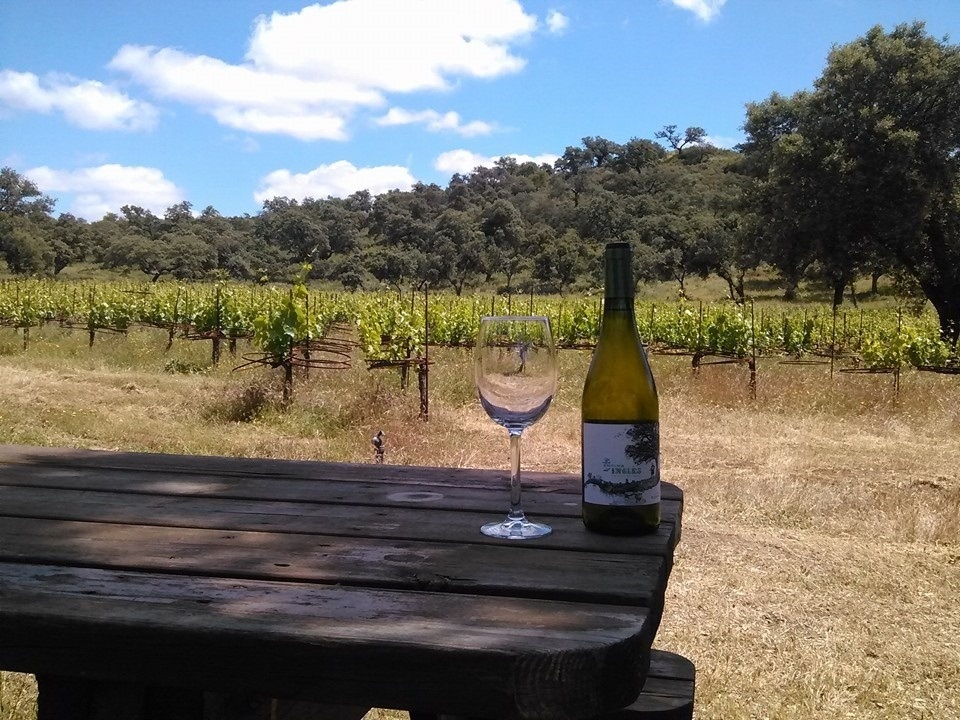 a bottle of pinot noir sits on a picnic table
