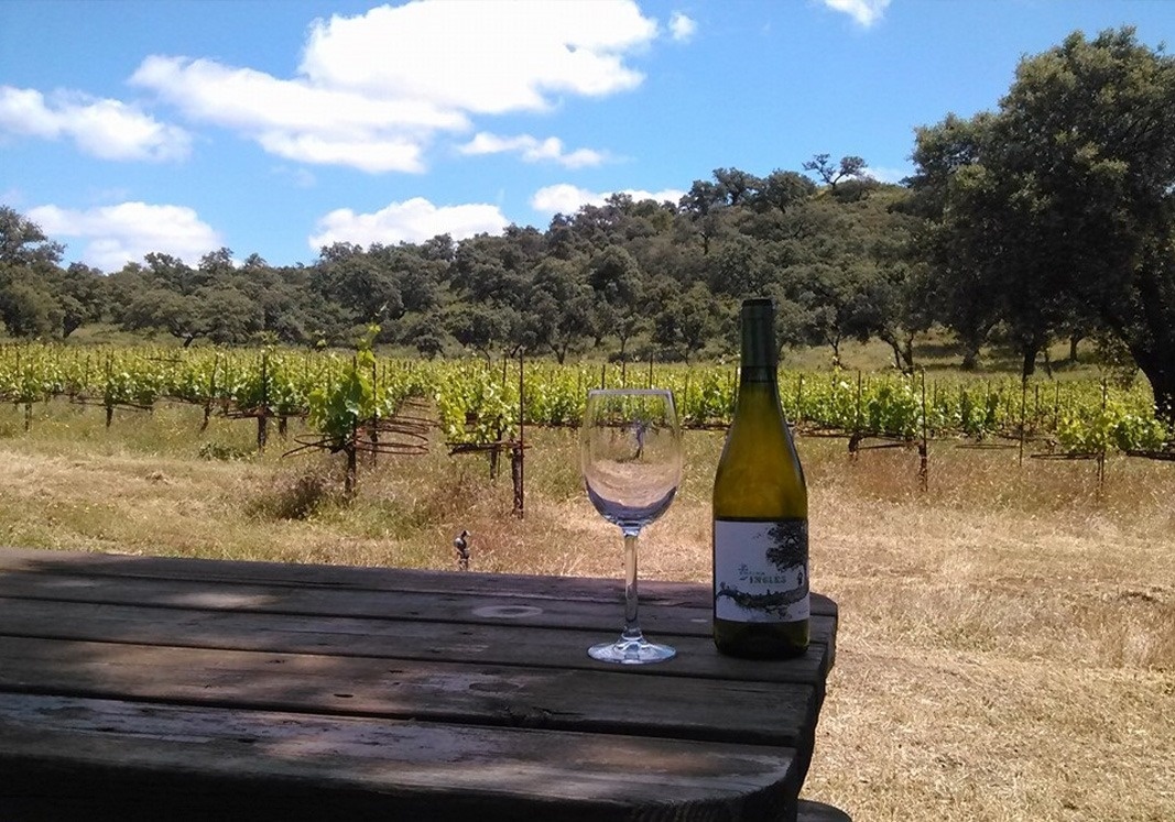 una botella de vino y una copa están sobre una mesa de madera en un viñedo