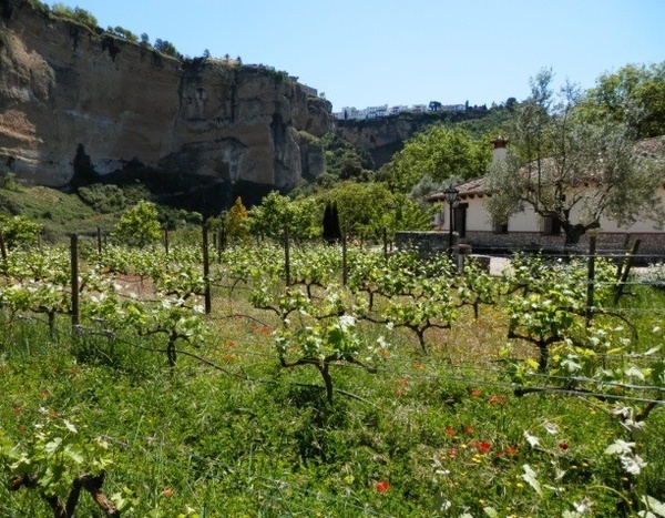 a vineyard with a white building in the background