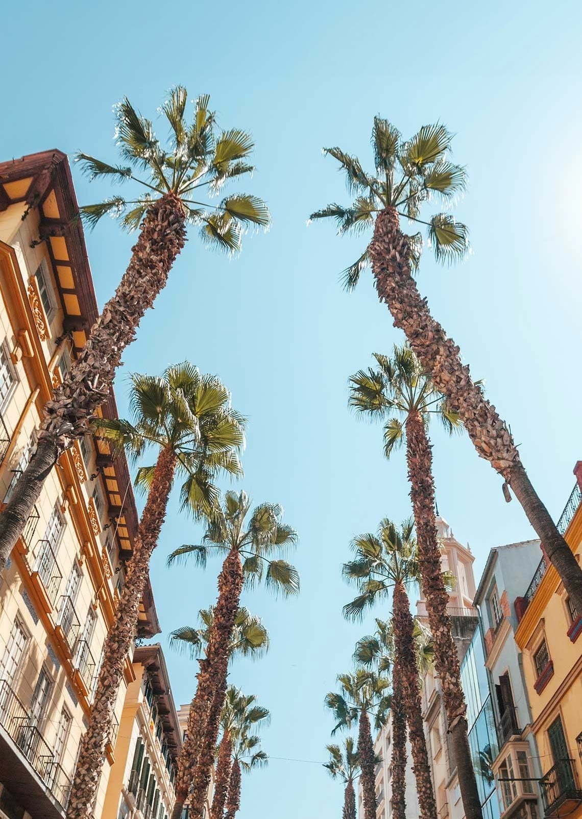 a row of palm trees against a blue sky