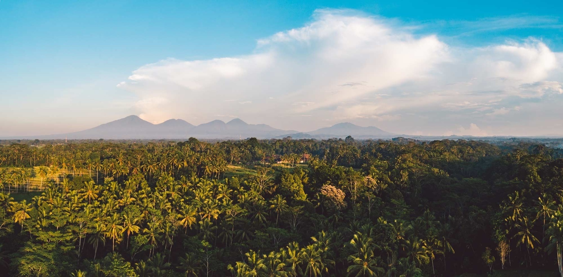 una vista aérea de un bosque con montañas en el fondo