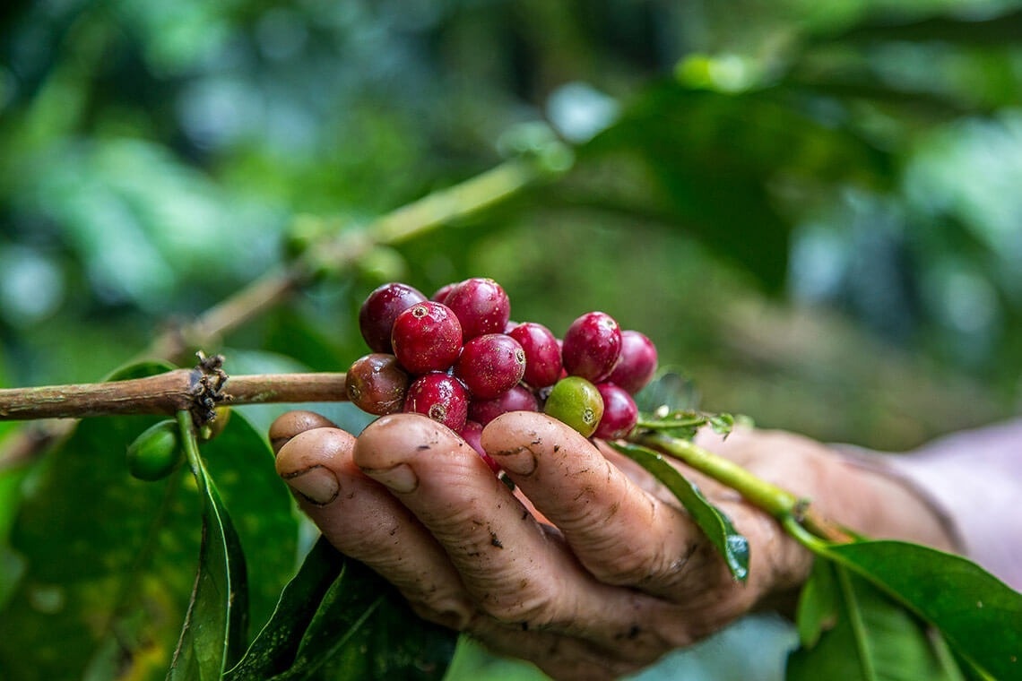 una persona sostiene un racimo de granos de café en sus manos