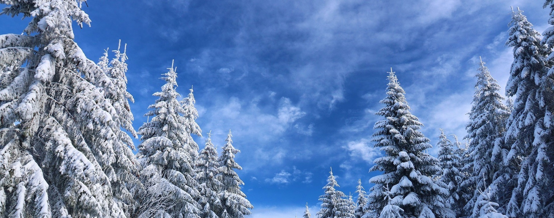 snow covered trees against a blue sky with clouds