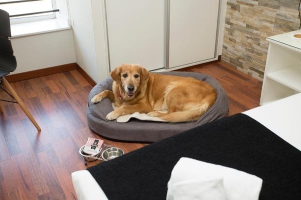 Pet-friendly hotel or suitable for pets in Valencia capital