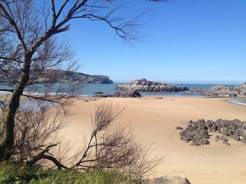 a sandy beach with rocks and trees in the foreground