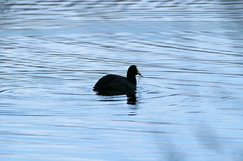 a black duck is swimming in a body of water