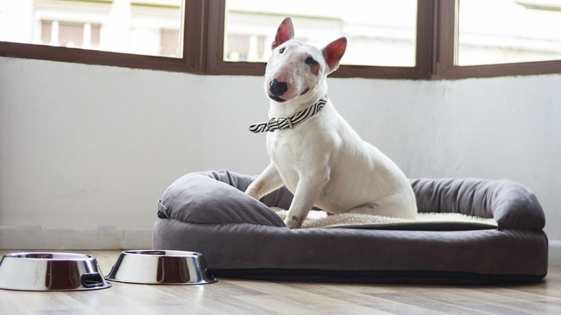 een witte hond zit in een hondenmand naast twee metalen kommen