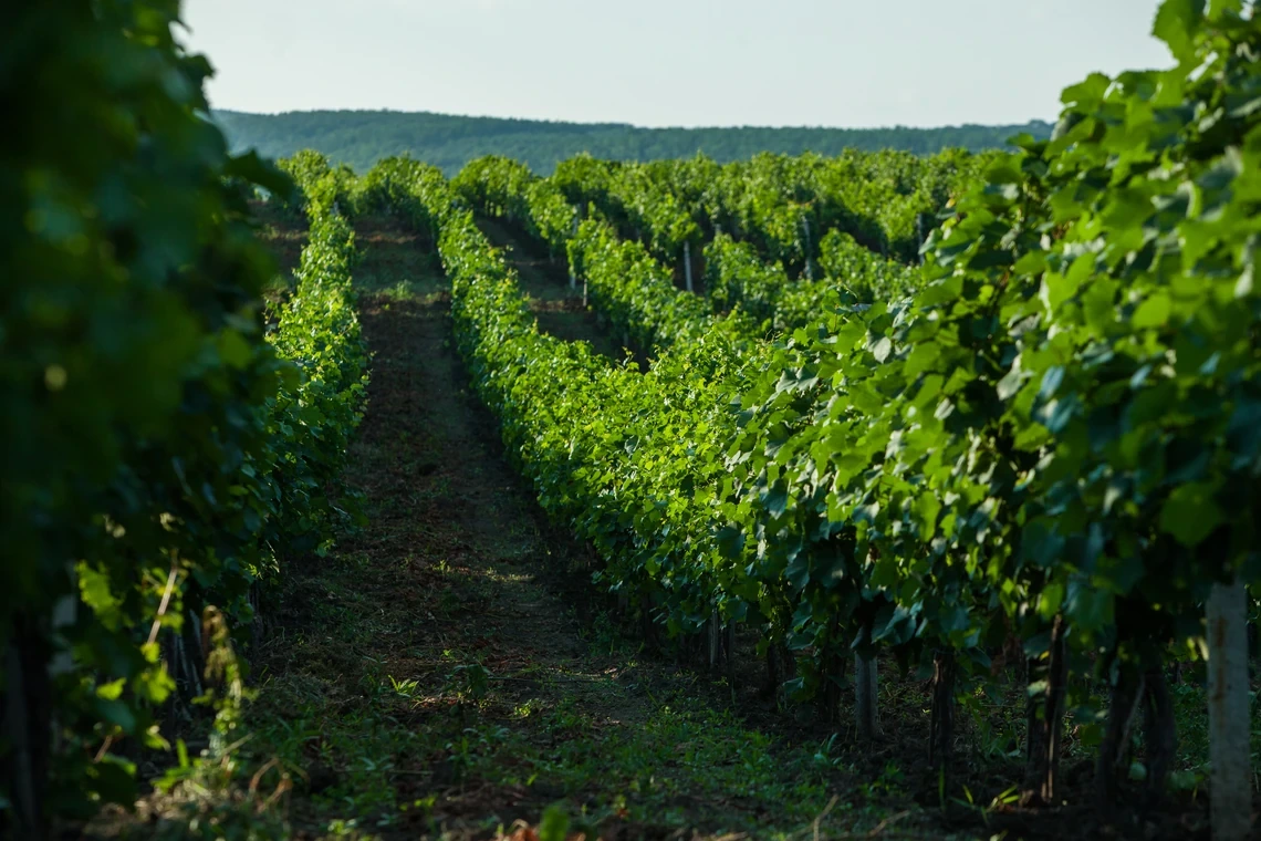 Viñedo verde exuberante con hileras ordenadas, perfecto para tu escapada rural Hotel Acosta Ciudad de la Música.