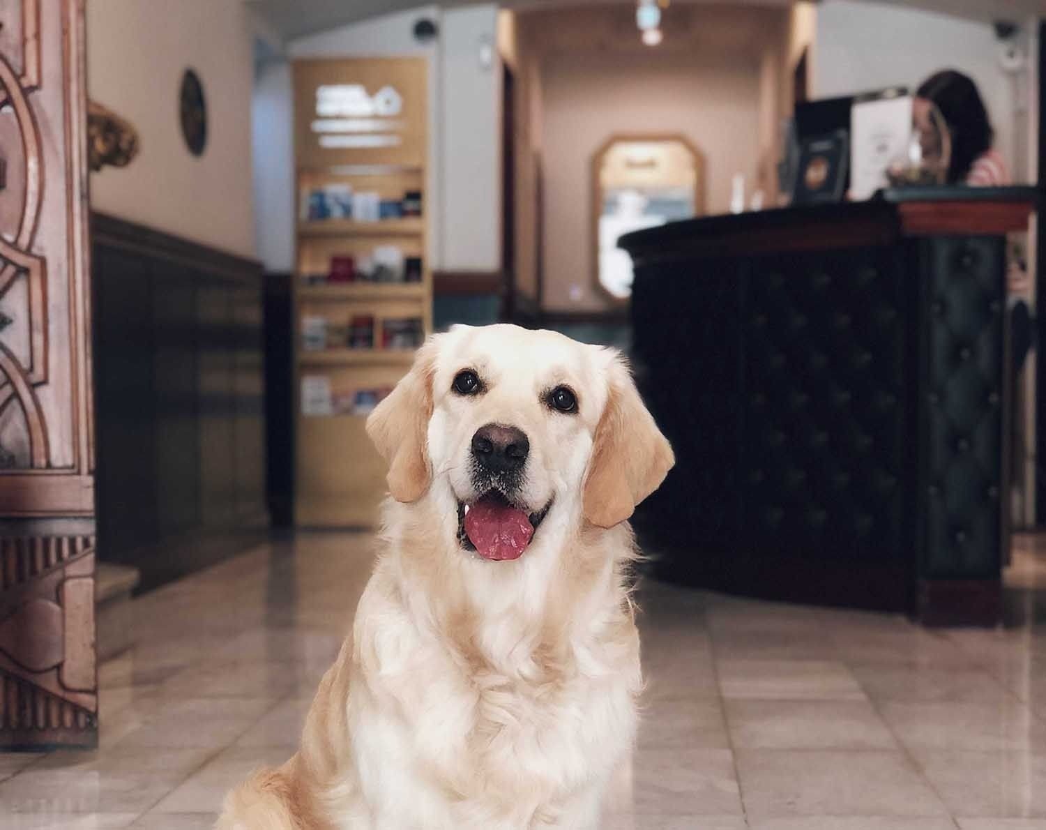 un perro se sienta en un pasillo mirando a la cámara