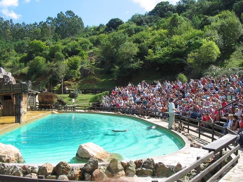 a crowd of people watching a seal in a pool