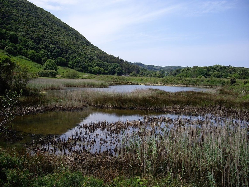 a large body of water surrounded by tall grass and trees