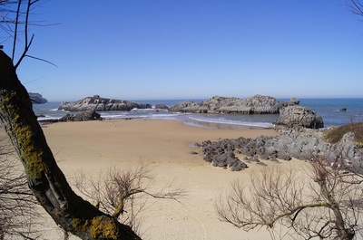 a beach with a tree in the foreground and rocks in the background - 
