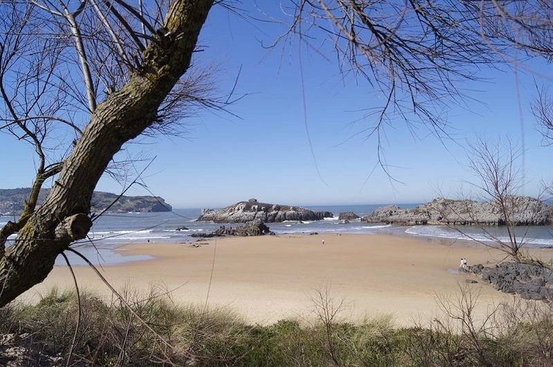 a view of a beach with a tree in the foreground