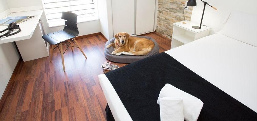 In Casual Hoteles sind alle unsere Unterkünfte hundefreundlich.