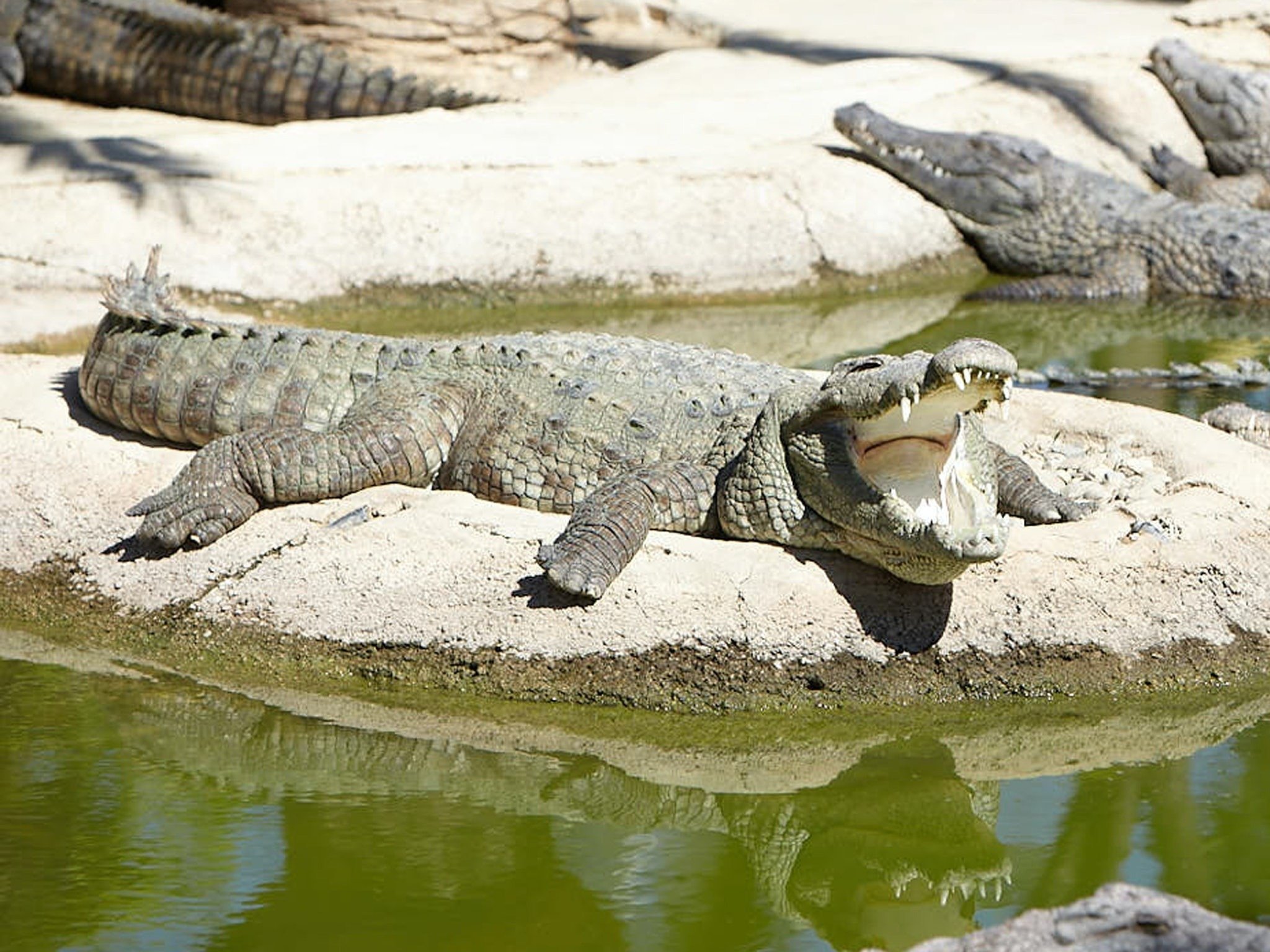 un cocodrilo con la boca abierta está acostado en una roca junto a un estanque