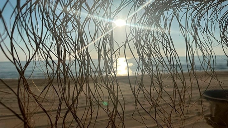 el sol brilla a través de las ramas de un árbol en la playa
