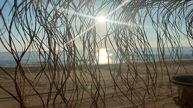 the sun is shining through the branches on the beach