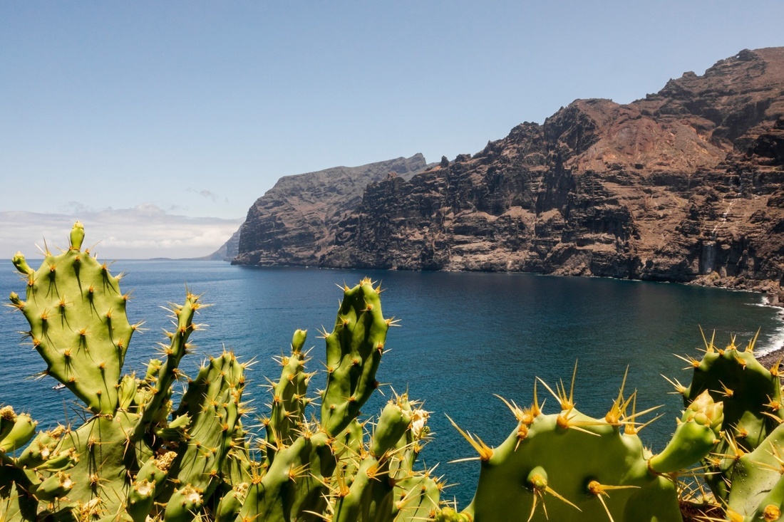 a cactus with a view of the ocean and mountains in the background