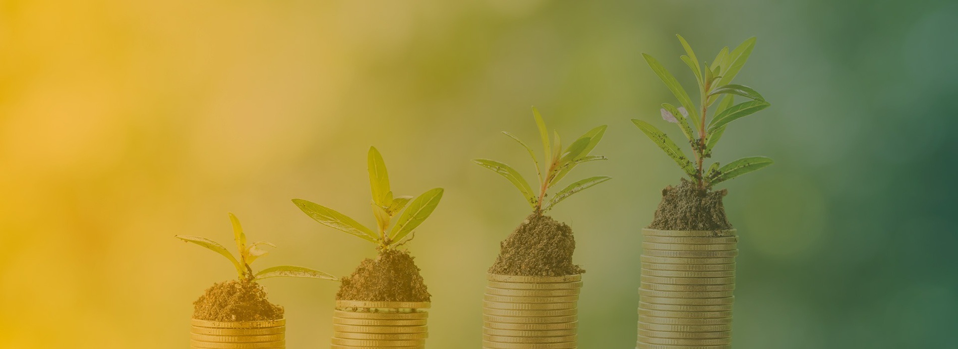 Dorobe Hotels & Management