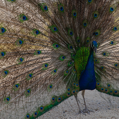 a peacock with its feathers spread out looks at the camera