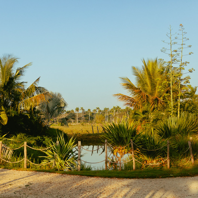 a dirt road leads to a small pond surrounded by palm trees