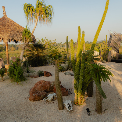 a cactus garden with a thatched hut in the background