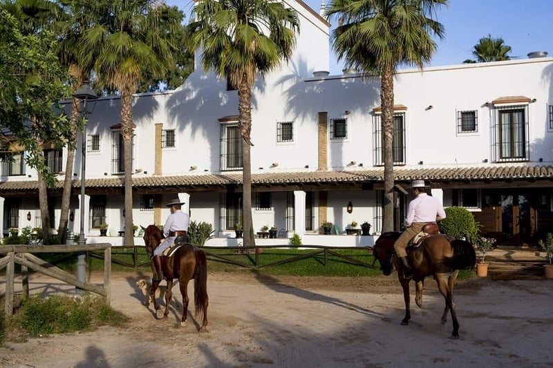 Caballos siendo montados junto a unas palmeras
