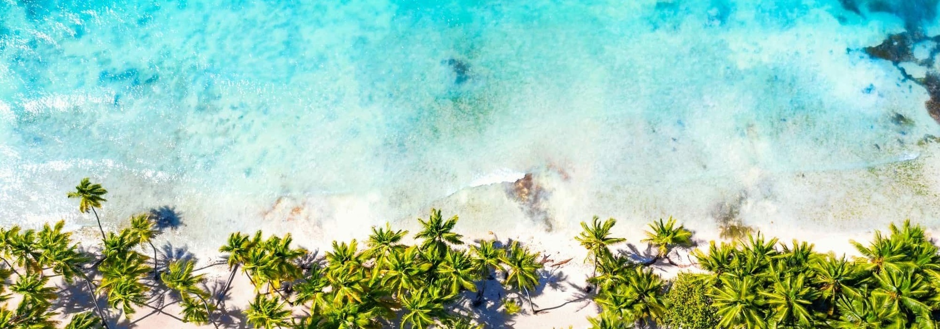 an aerial view of a tropical beach with palm trees