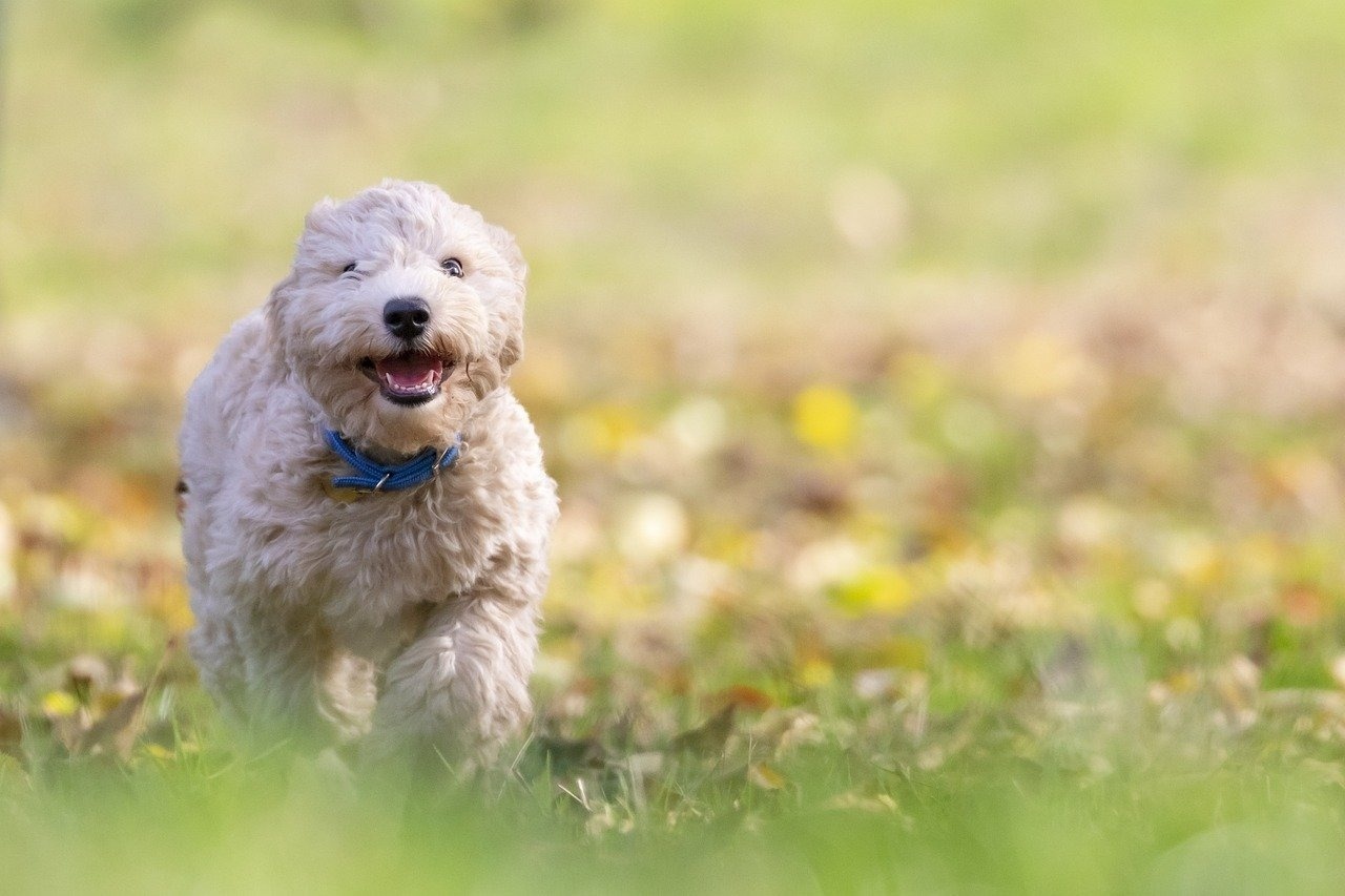 a small white dog wearing a blue collar is running in the grass